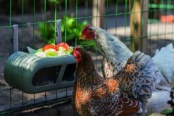 Beeztees Voerbak Kip Grijs -Naturepavo Winkel 0018253 sfeer1