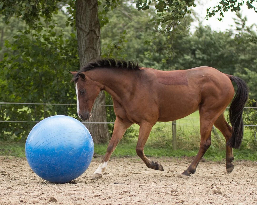 QHP Paardenvoetbal Blauw 80 - 100 Cm 4 QHP Paardenvoetbal Blauw 80 - 100 Cm - Afbeelding 2