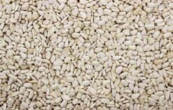 Zonnepitten Wit 10 Kg -Naturepavo Winkel 8715207102502 2