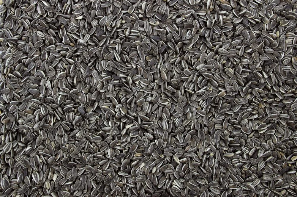 Zonnepitten Gestreept 12,5 Kg 5 Zonnepitten Gestreept 12,5 Kg - Afbeelding 3