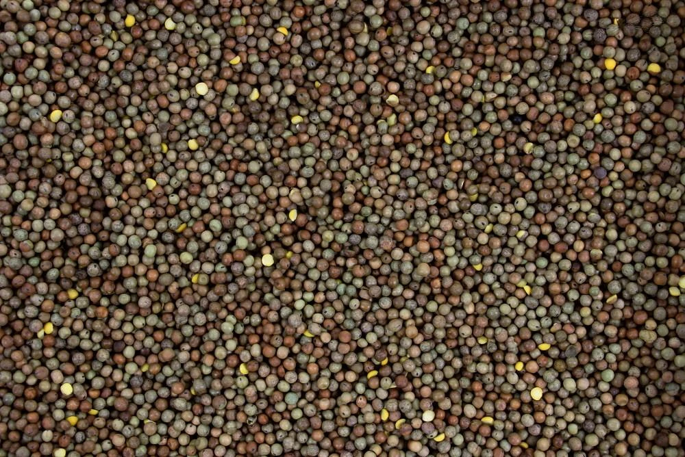 Winter Peas 20 Kg 5 Winter Peas 20 Kg - Afbeelding 3