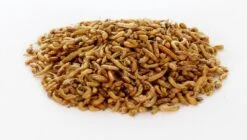 Naturepavo Winkel -Naturepavo Winkel 8715207600305 1