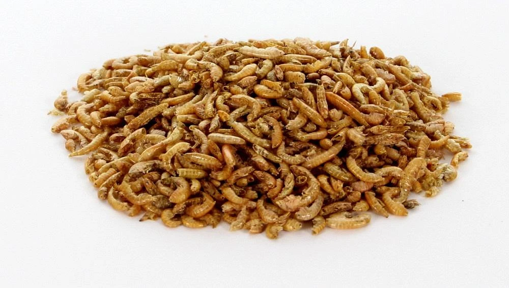 Gammarus 750 Gr 3 Gammarus 750 Gr - Afbeelding 2