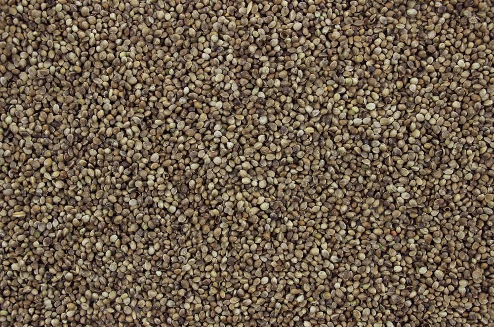 Hennepzaad 4 Kg 4 Hennepzaad 4 Kg - Afbeelding 2