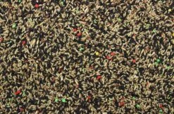 Zangzaad I 5 Kg -Naturepavo Winkel 8715207910138 3