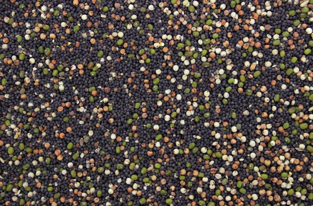 Kiemzaad 5 Kg 4 Kiemzaad 5 Kg - Afbeelding 2