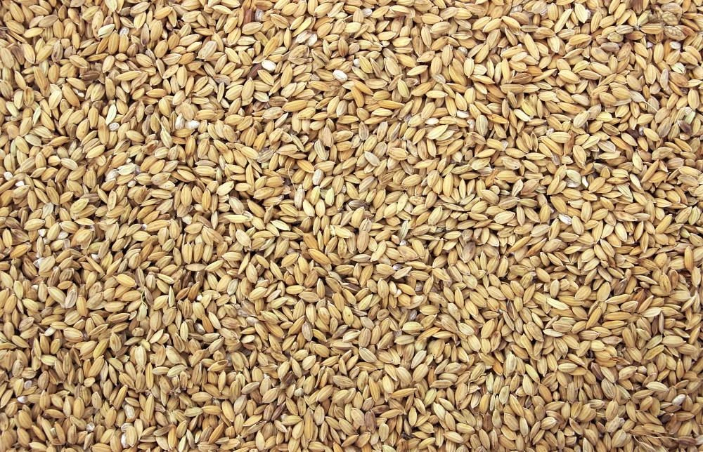 Paddy 4 Kg 4 Paddy 4 Kg - Afbeelding 2