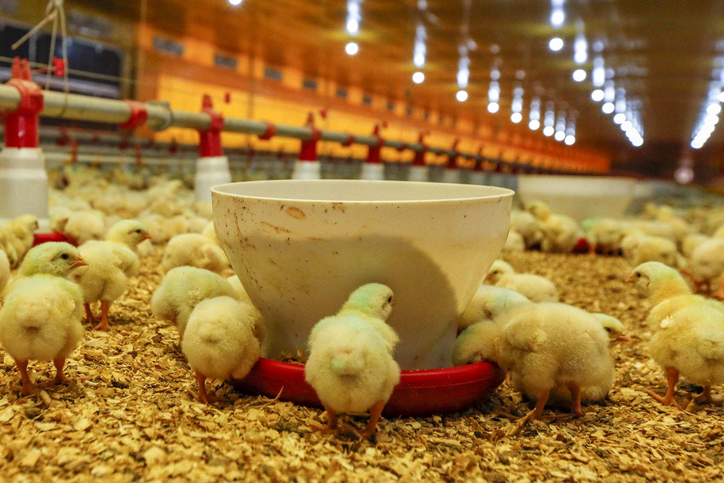 Naturepavo Winkel -Naturepavo Winkel cach cho ga an