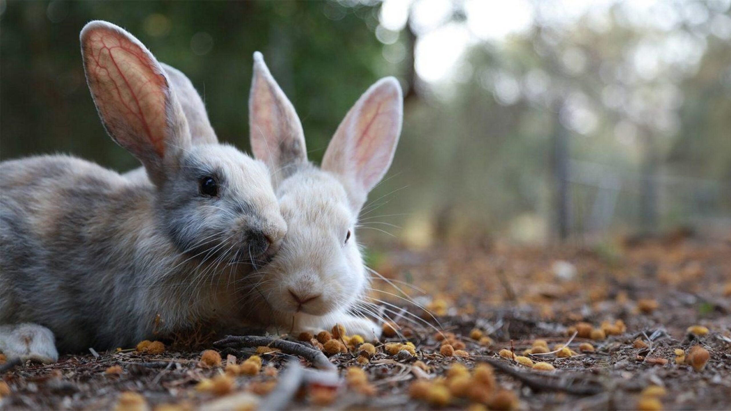 Naturepavo Winkel -Naturepavo Winkel konijnen samen iStock 1408951080 1 scaled