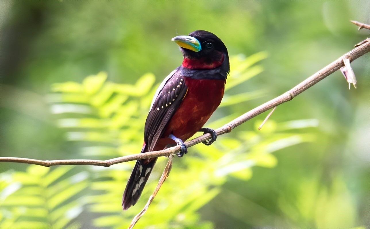Naturepavo Winkel -Naturepavo Winkel morongdo1